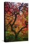 Earthal Tree Alive-Darren White Photography-Stretched Canvas