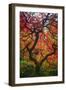 Earthal Tree Alive-Darren White Photography-Framed Giclee Print