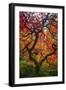 Earthal Tree Alive-Darren White Photography-Framed Giclee Print