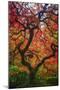 Earthal Tree Alive-Darren White Photography-Mounted Giclee Print