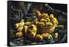 Earthen Bowls-Vincent van Gogh-Framed Stretched Canvas