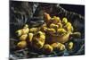 Earthen Bowls-Vincent van Gogh-Mounted Art Print