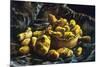 Earthen Bowls-Vincent van Gogh-Mounted Art Print