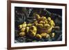Earthen Bowls-Vincent van Gogh-Framed Premium Giclee Print