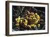 Earthen Bowls-Vincent van Gogh-Framed Premium Giclee Print