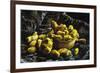 Earthen Bowls-Vincent van Gogh-Framed Art Print