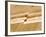 Earthquake Fault Line in Roadcut, Interstate 40, Kingman, Arizona, USA-Richard Cummins-Framed Photographic Print