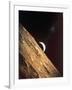 Earthrise Seen from Surface of the Moon, Apollo Mission, 1969-null-Framed Premium Photographic Print