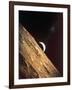 Earthrise Seen from Surface of the Moon, Apollo Mission, 1969-null-Framed Premium Photographic Print