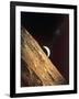 Earthrise Seen from Surface of the Moon, Apollo Mission, 1969-null-Framed Premium Photographic Print