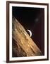 Earthrise Seen from Surface of the Moon, Apollo Mission, 1969-null-Framed Photographic Print