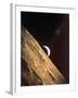 Earthrise Seen from Surface of the Moon, Apollo Mission, 1969-null-Framed Photographic Print