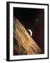 Earthrise Seen from Surface of the Moon, Apollo Mission, 1969-null-Framed Photographic Print