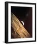 Earthrise Seen from Surface of the Moon, Apollo Mission, 1969-null-Framed Photographic Print