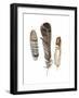 Earthtone Feathers I-Alicia Ludwig-Framed Art Print