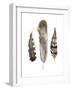 Earthtone Feathers II-Alicia Ludwig-Framed Art Print