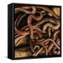 Earthworm Mass-Andy Teare-Framed Stretched Canvas