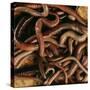 Earthworm Mass-Andy Teare-Stretched Canvas