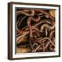 Earthworm Mass-Andy Teare-Framed Photographic Print