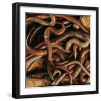 Earthworm Mass-Andy Teare-Framed Photographic Print