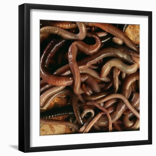 Earthworm Mass-Andy Teare-Framed Photographic Print