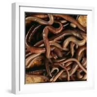 Earthworm Mass-Andy Teare-Framed Photographic Print