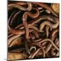 Earthworm Mass-Andy Teare-Mounted Photographic Print