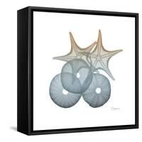 Earthy Hues Sea Urchin and Starfish-Albert Koetsier-Framed Stretched Canvas