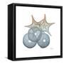 Earthy Hues Sea Urchin and Starfish-Albert Koetsier-Framed Stretched Canvas