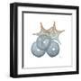 Earthy Hues Sea Urchin and Starfish-Albert Koetsier-Framed Art Print