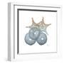 Earthy Hues Sea Urchin and Starfish-Albert Koetsier-Framed Art Print