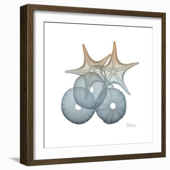 Earthy Hues Sea Urchin and Starfish-Albert Koetsier-Framed Art Print