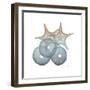 Earthy Hues Sea Urchin and Starfish-Albert Koetsier-Framed Art Print