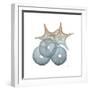 Earthy Hues Sea Urchin and Starfish-Albert Koetsier-Framed Art Print