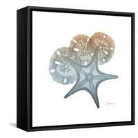 Earthy Hues Starfish and Sand Dollar-Albert Koetsier-Framed Stretched Canvas