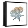 Earthy Hues Starfish and Sand Dollar-Albert Koetsier-Framed Stretched Canvas