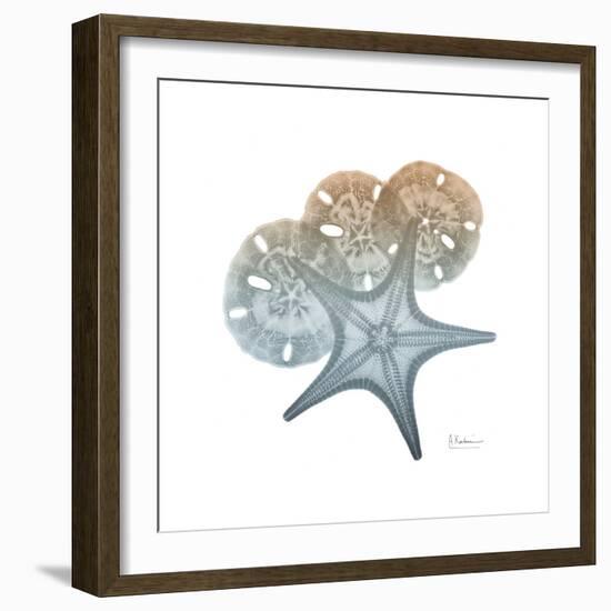 Earthy Hues Starfish and Sand Dollar-Albert Koetsier-Framed Art Print