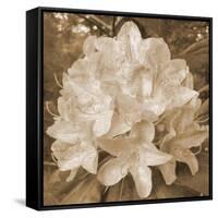 Earthy May Flower-Sheldon Lewis-Framed Stretched Canvas