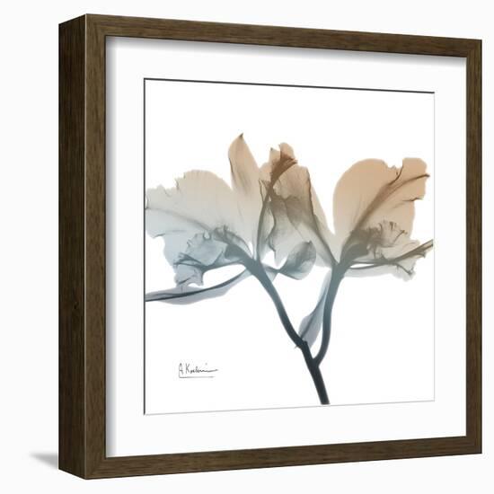 Earthy Orchid-Albert Koetsier-Framed Art Print