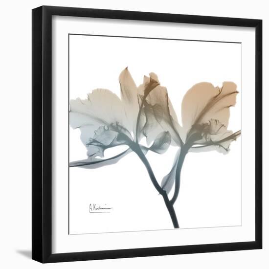Earthy Orchid-Albert Koetsier-Framed Art Print