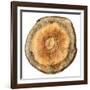 Earthy Rings Of Ages 2-Sheldon Lewis-Framed Art Print