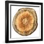 Earthy Rings Of Ages 2-Sheldon Lewis-Framed Art Print