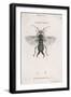 Earwig-M. Griffiths-Framed Art Print