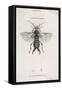 Earwig-M. Griffiths-Framed Stretched Canvas