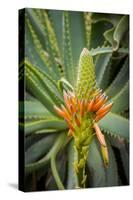 East Africa, Kenya. South African aloe.-Alison Jones-Stretched Canvas