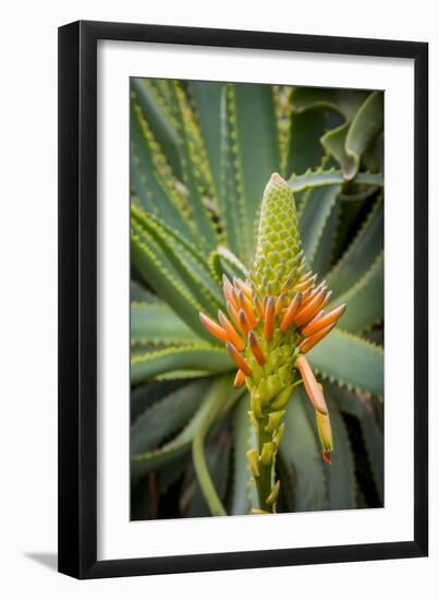 East Africa, Kenya. South African aloe.-Alison Jones-Framed Photographic Print