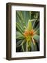 East Africa, Kenya. South African aloe.-Alison Jones-Framed Photographic Print