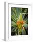 East Africa, Kenya. South African aloe.-Alison Jones-Framed Photographic Print