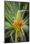 East Africa, Kenya. South African aloe.-Alison Jones-Mounted Photographic Print