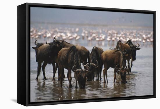 East Africa, Tanzania, Ngorongoro Crater, Wildebeest Drinking Water-Peter Skinner-Framed Stretched Canvas